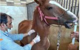 خونگیری بیش از ۴۰۰ راس اسب با هدف پایش، شناسایی و مقابله با بیماری مشمشه