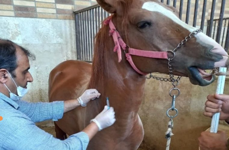 خونگیری بیش از ۴۰۰ راس اسب با هدف پایش، شناسایی و مقابله با بیماری مشمشه خونگیری بیش از ۴۰۰ راس اسب با هدف پایش، شناسایی و مقابله با بیماری مشمشه