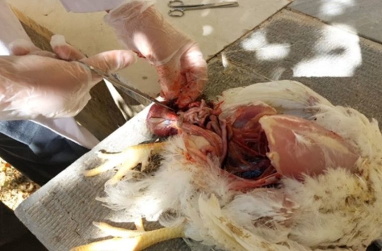 بازدید و پایش روزانه مرغداری‌های شهرستان خوانسار توسط شبکه دامپزشکی این شهرستان