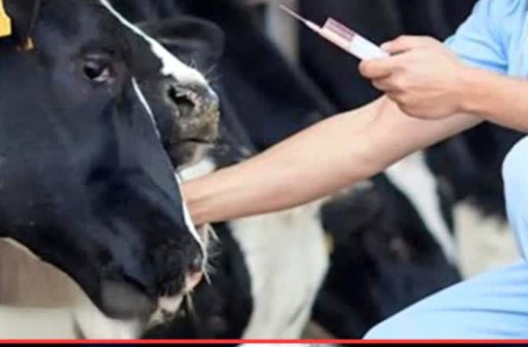 واکسن، مؤثرترین راه کنترل تب برفکی SAT1 است واکسن، مؤثرترین راه کنترل تب برفکی SAT1 است