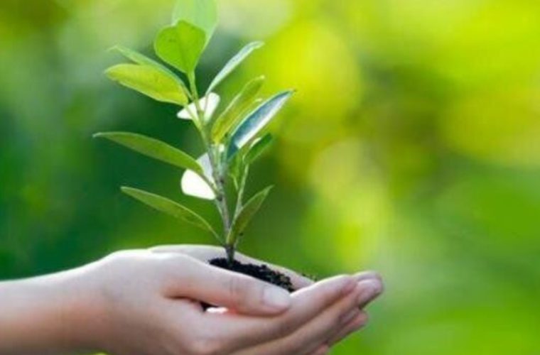 ورود پیدا کردن تعزیرات در حمایت از کشاورزان در حفظ نباتات