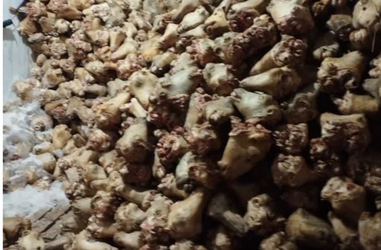 نگهداری احشام کوسفندی در محل غیر بهذاشتی نگهداری احشام کوسفندی در محل غیر بهذاشتی