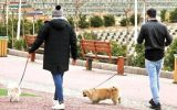 اجرای طرح «ساماندهی سگگردانی» با هدف حفظ سلامت عمومی شهروندان در اصفهان اجرای طرح «ساماندهی سگگردانی» با هدف حفظ سلامت عمومی شهروندان در اصفهان