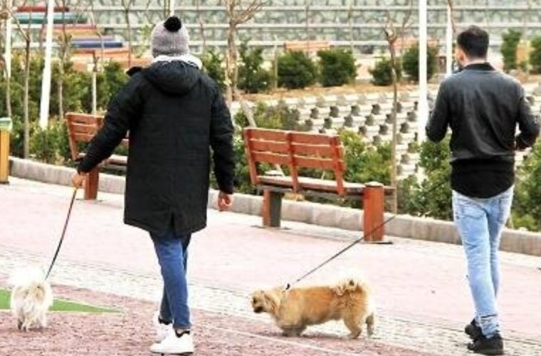 اجرای طرح «ساماندهی سگگردانی» با هدف حفظ سلامت عمومی شهروندان در اصفهان اجرای طرح «ساماندهی سگگردانی» با هدف حفظ سلامت عمومی شهروندان در اصفهان