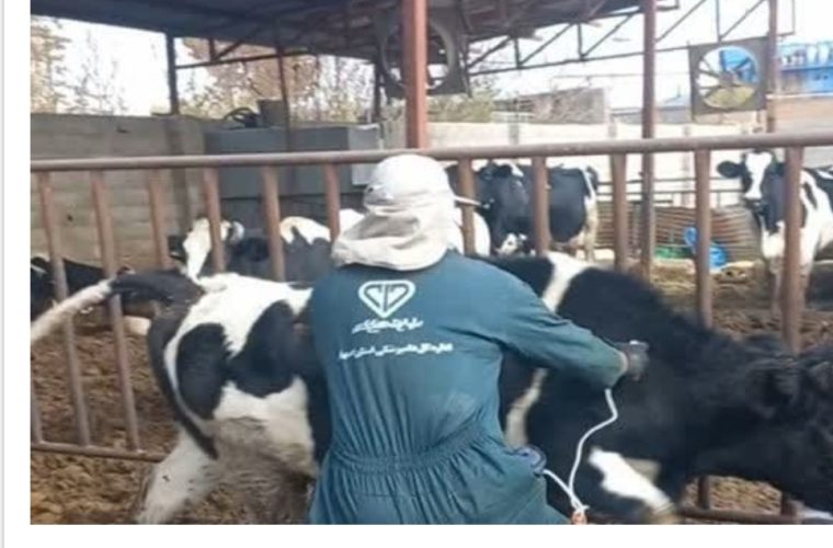 واکسیناسیون بیش از ۶۹ هزار راس دام علیه بیماری تب برفکی در شهرستان خمینی شهر واکسیناسیون بیش از ۶۹ هزار راس دام علیه بیماری تب برفکی در شهرستان خمینی شهر