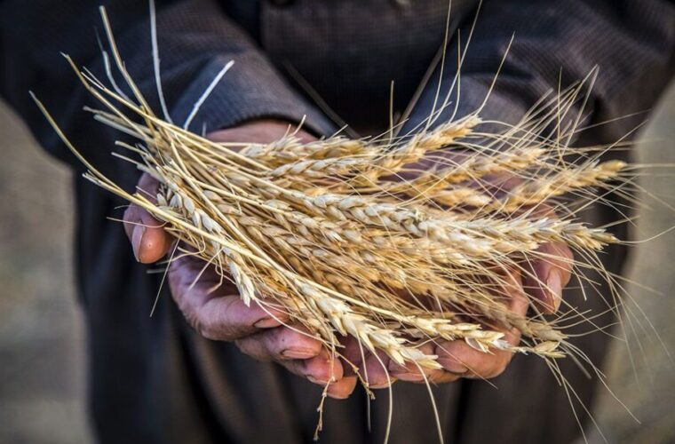 خرید گندم توسط تعاون روستایی خوزستان در آستانه ۸۶۳ هزار تن خرید گندم توسط تعاون روستایی خوزستان در آستانه ۸۶۳ هزار تن